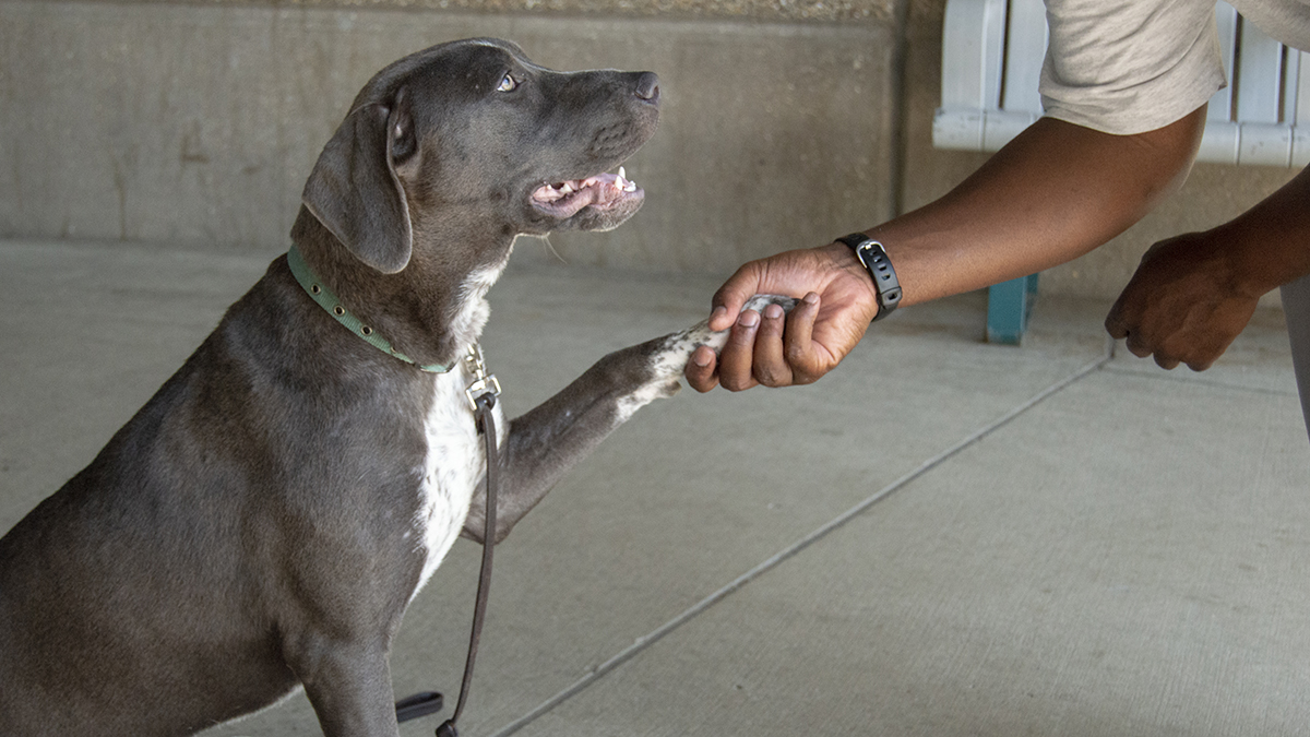 Puppies for Parole Missouri Department of Corrections